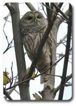 owl for biodiversity