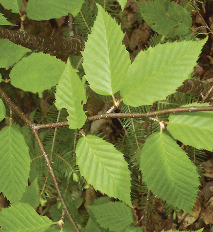 Forest Vegetation types | novascotia.ca
