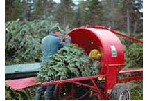 Christmas Tree Information