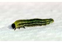 Pest Management