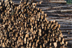 8 woodlot education projects