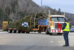 The tree going through Digby on its way to the ferry.