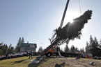 The 15-metre (50-feet), 70-year-old white spruce loaded onto the flatbed truck, which will take it to Digby to board the ferry and continue on its way to Boston.