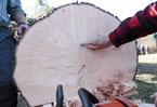The rings of the tree for Boston are examined after Andrew Ross of Nova Scotia Community College cut it.