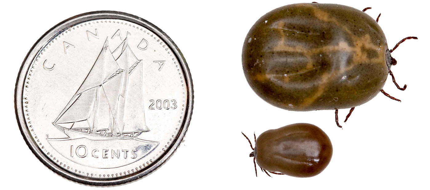 Two kinds of ticks engorged with blood shown next to a dime for scale