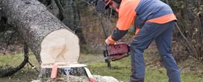 Man using a chainsaw to cut down the 2009 tree for Boston