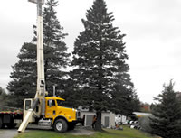 The tree selected to send to Boston in 2012