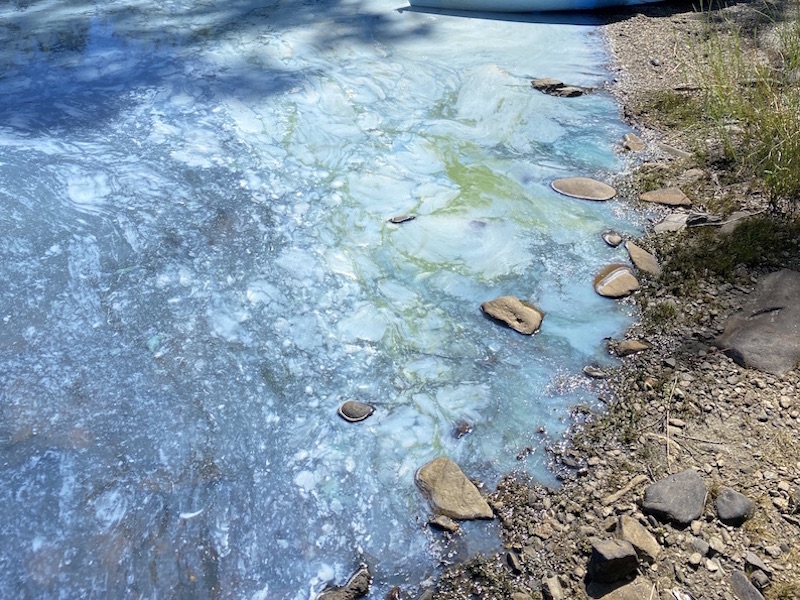 Une fleur d’eau de couleur bleu-vert en décomposition sur le rivage d’un lac. (Photo : Jean Cleveland)