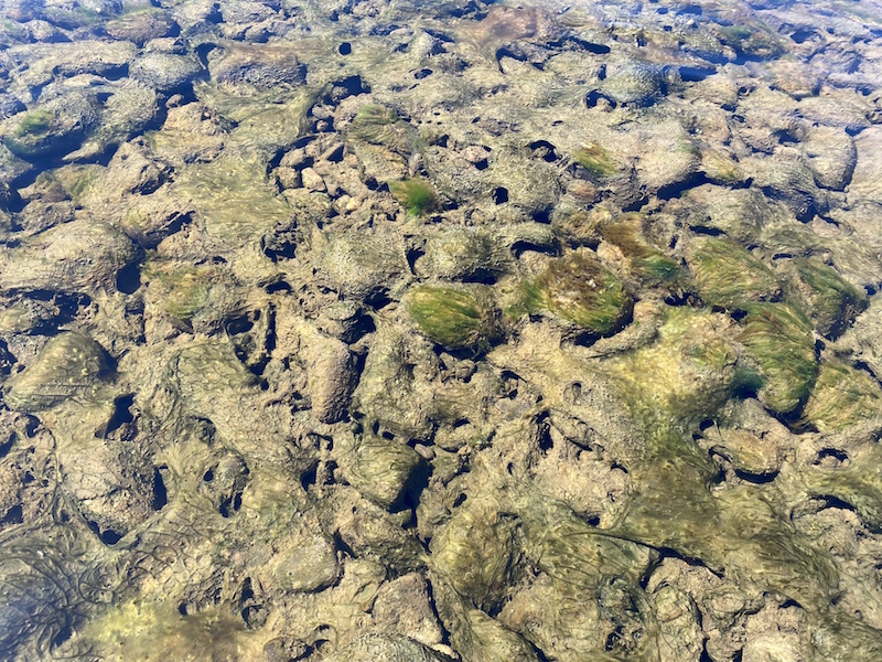 A blue-green algae mat attached to the bottom of a river. (Photo: Meghann Bruce)