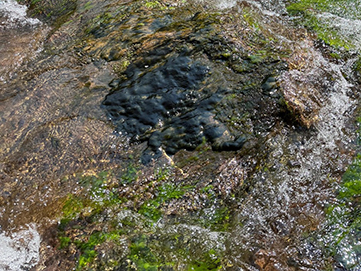  Un tapis benthique d’algues bleues poussant dans une rivière à fort courant (certaines sections sont vert clair, d’autres sont brun foncé ou noires). 