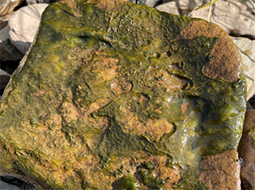 Un tapis benthique d’algues bleues (avec bulles visibles dans l’amas de végétation) attaché à une roche.