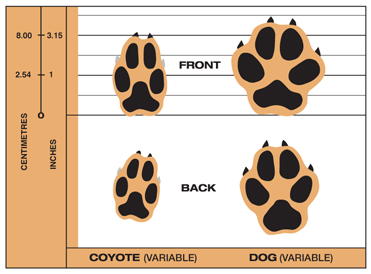 track sizes