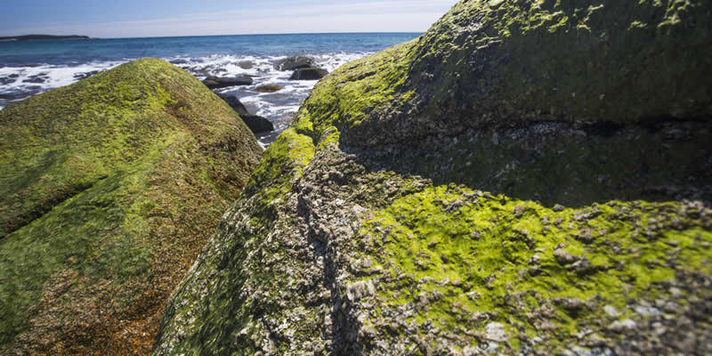 Vegetation growing on rocks by the ocean