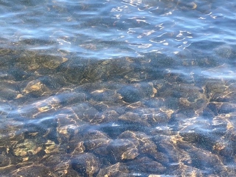 Une prolifération d’algues bleues de faible densité en Nouvelle-Écosse, près du rivage d’un lac. (Photo : ministère de l’Environnement et du Changement climatique)