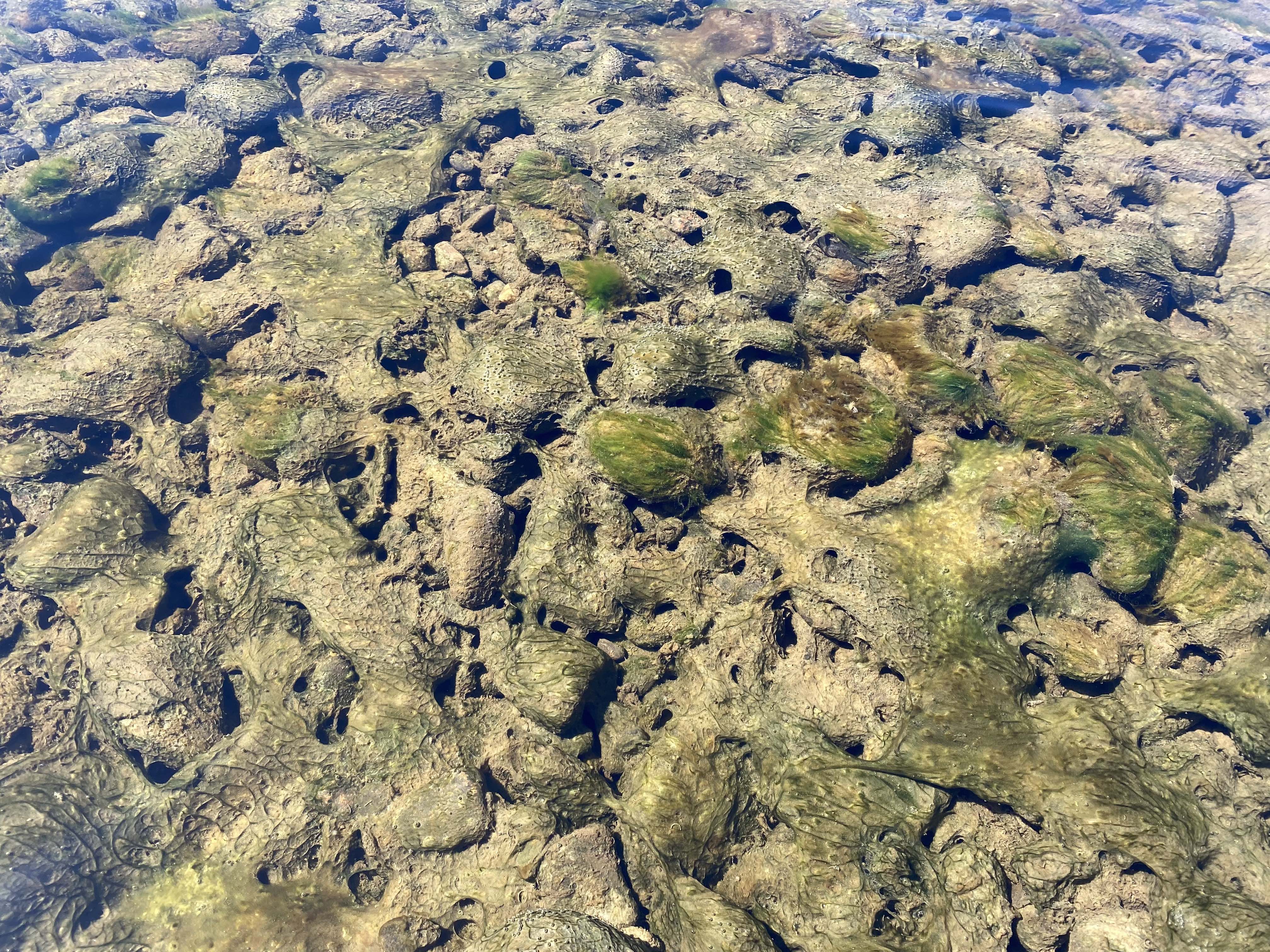algae on rocks