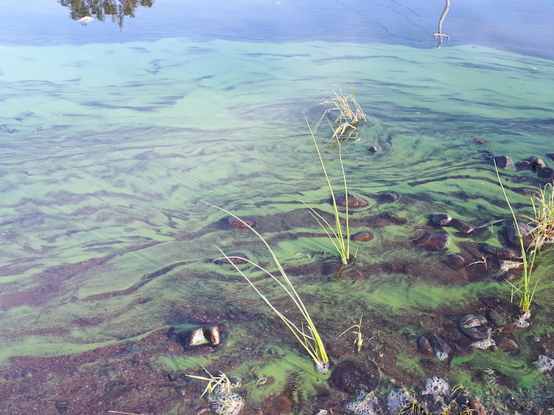 A medium-density planktonic blue-green algae bloom near the shoreline of a lake. 