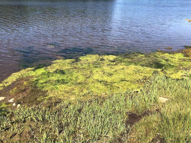 Un tapis d’algues bleues dans de l’eau salée. Les algues bleues sont moins répandues dans les environnements marins. (Photo : Kelly Maher)