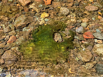A green sheet of benthic blue-green algae mat growing on a riverbed.