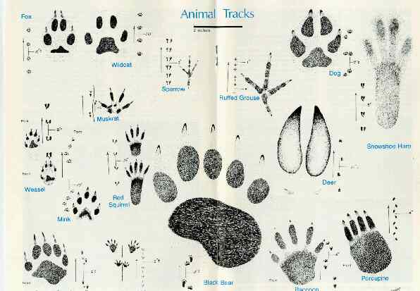 Collecting Animal Tracks 