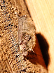 bat for biodiversity