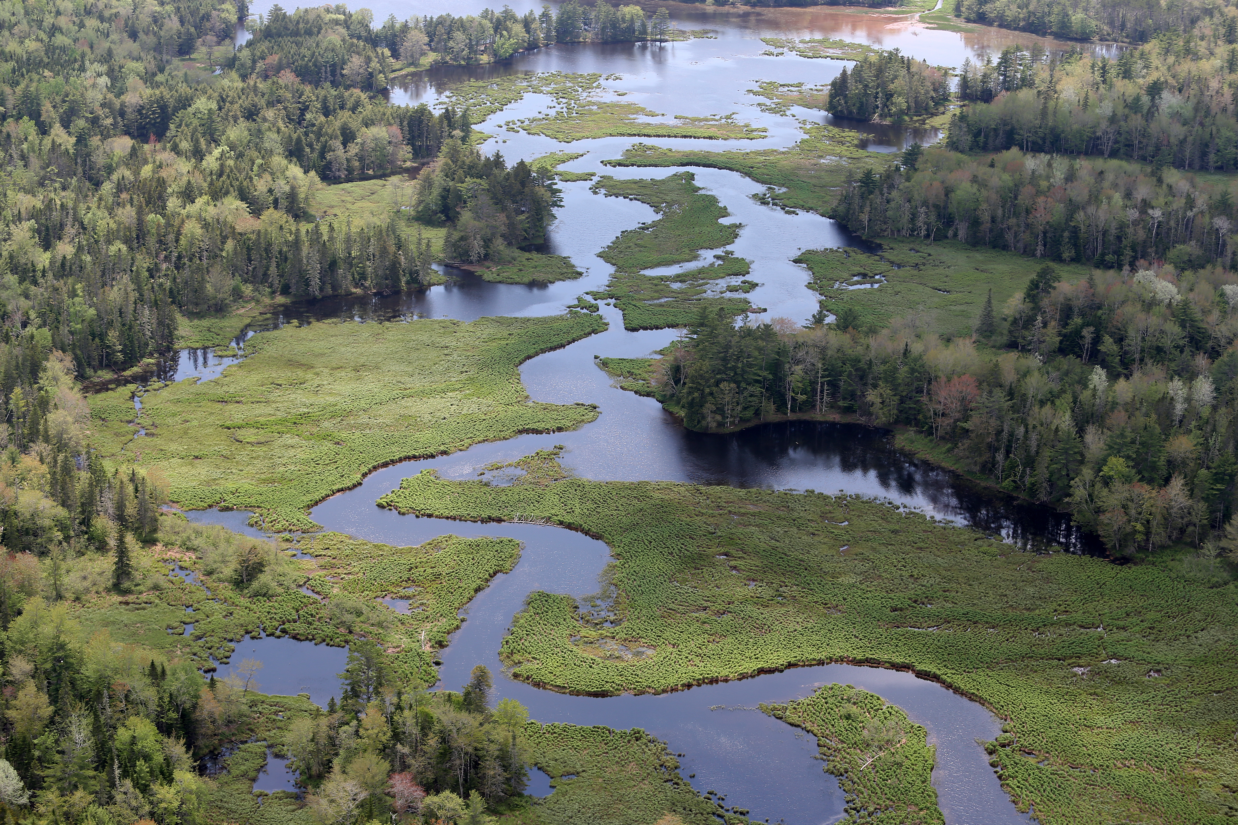 bat for biodiversity