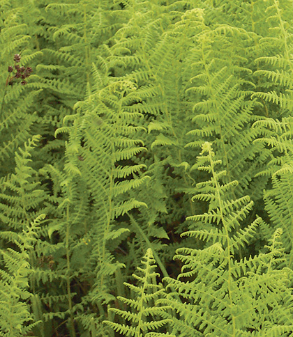 Hay-scented fern