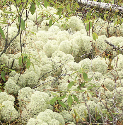 Star-tipped reindeer lichen
