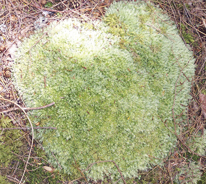 Pin cushion moss