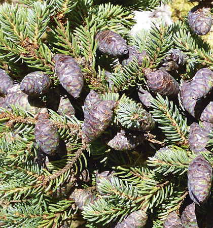 Black spruce cones