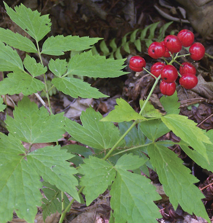 Red baneberry