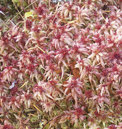 Red fat-leaved sphagnum