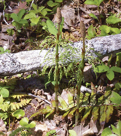 Woodland horsetail