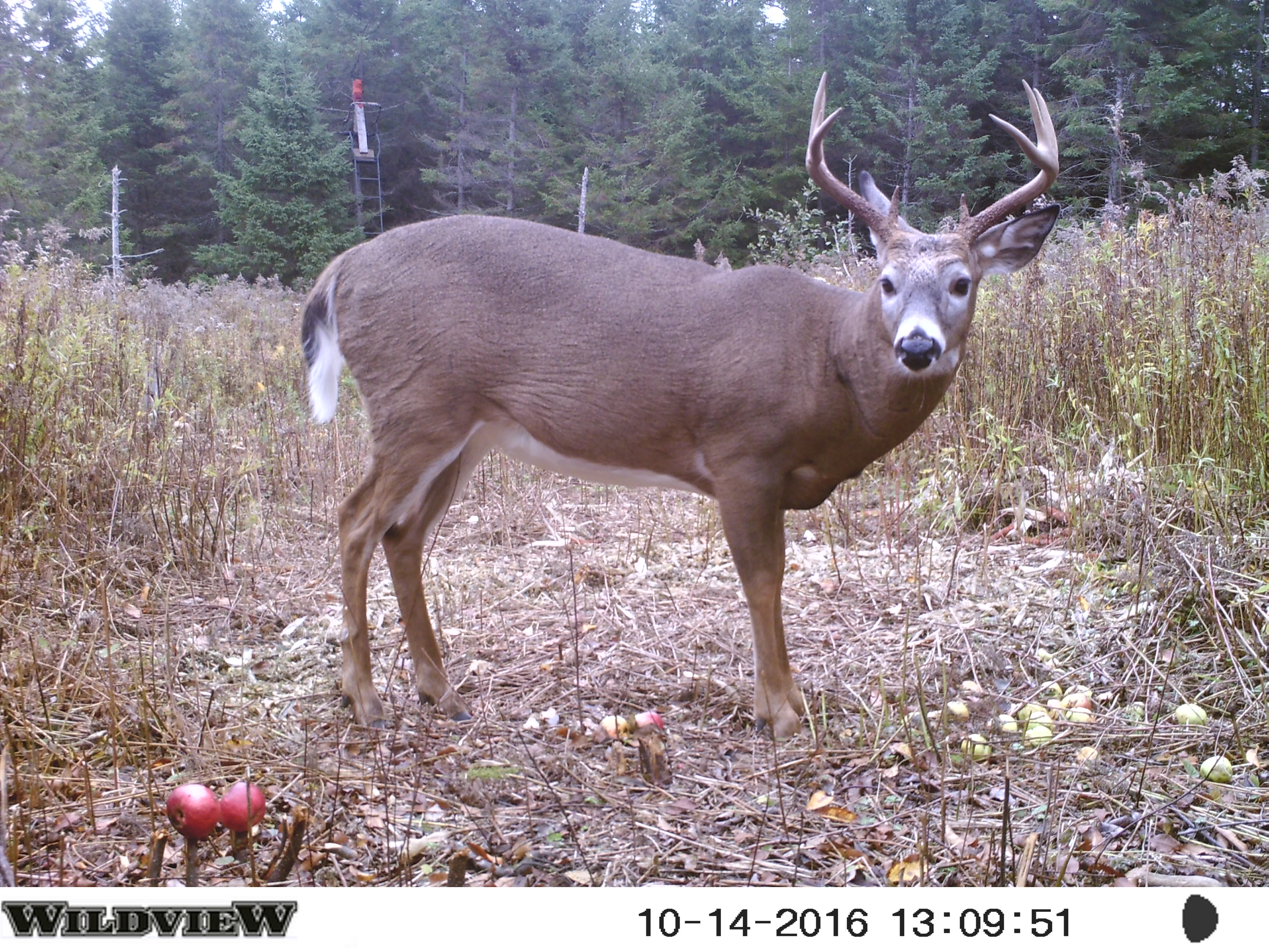 TrailCams2016