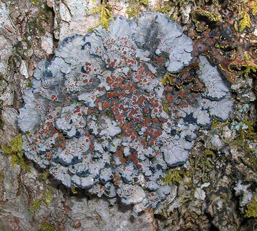 Blue Felt Lichen