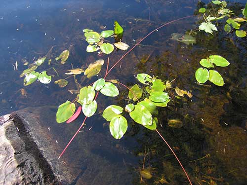 Spotted Pondweed