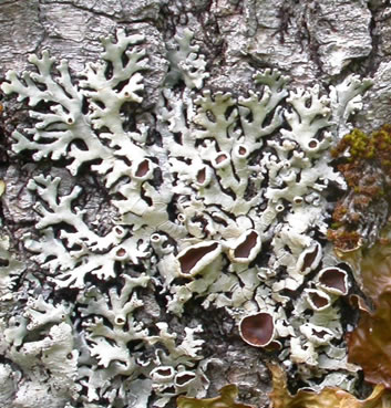 Black Foam Lichen