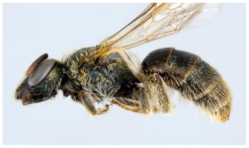 Sable Island sweat bee