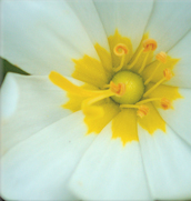 plymouth gentian