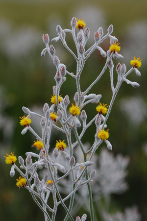 golden-crest