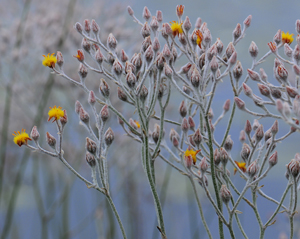golden-crest