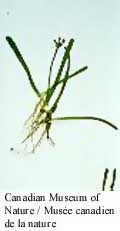 Eastern Lilaeopsis
