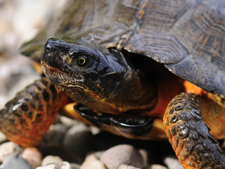 wood turtle