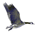 Goose hunting