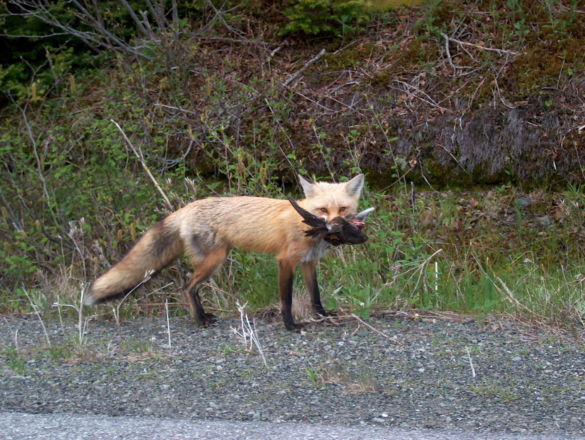 Foxes in your neighbourhood | novascotia.ca