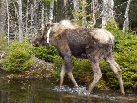 released moose