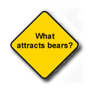 what attracts bears
