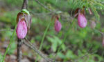 A closeup look at a lady slipper in the Blue Mountain-Birch Cove Wilderness Area.