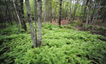 Entrance to a trail at the Blue Mountain-Birch Cove Wilderness Area in Halifax Regional Municipality.