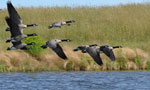 A flock of Canada Geese take off from a manmade wetland on reclaimed land at the Pioneer Coal mine.