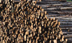 Cut logs are stacked in the Barney's River area near Antigonish.